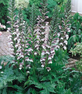 Acanthus mollis